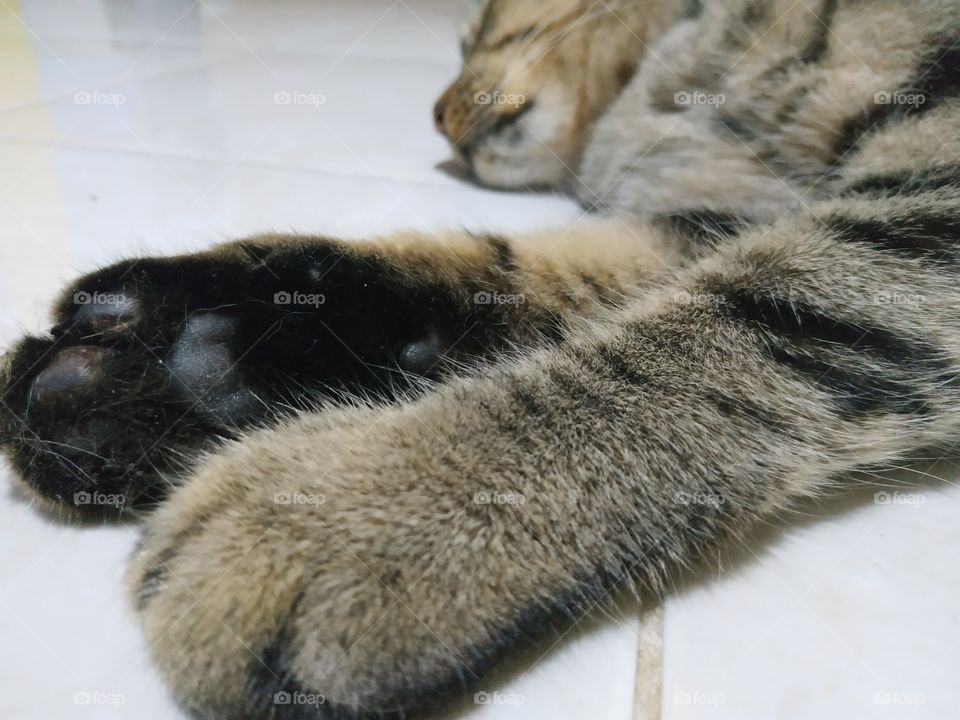 cat paw photo