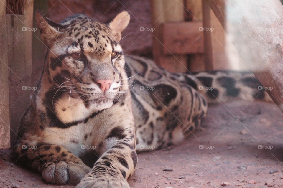 clouded leopard