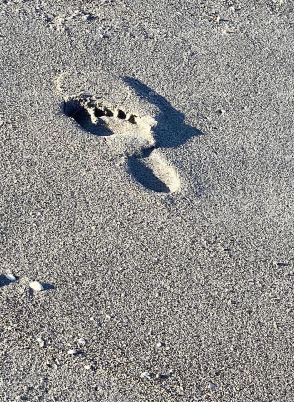Footprint in the sand