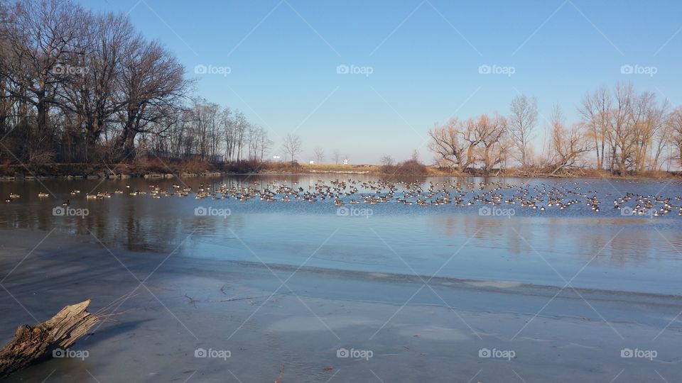 Winter, Snow, Water, Tree, Landscape