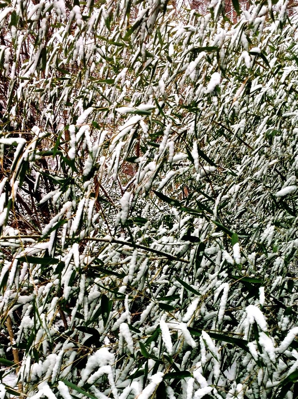 Snowy Bamboo