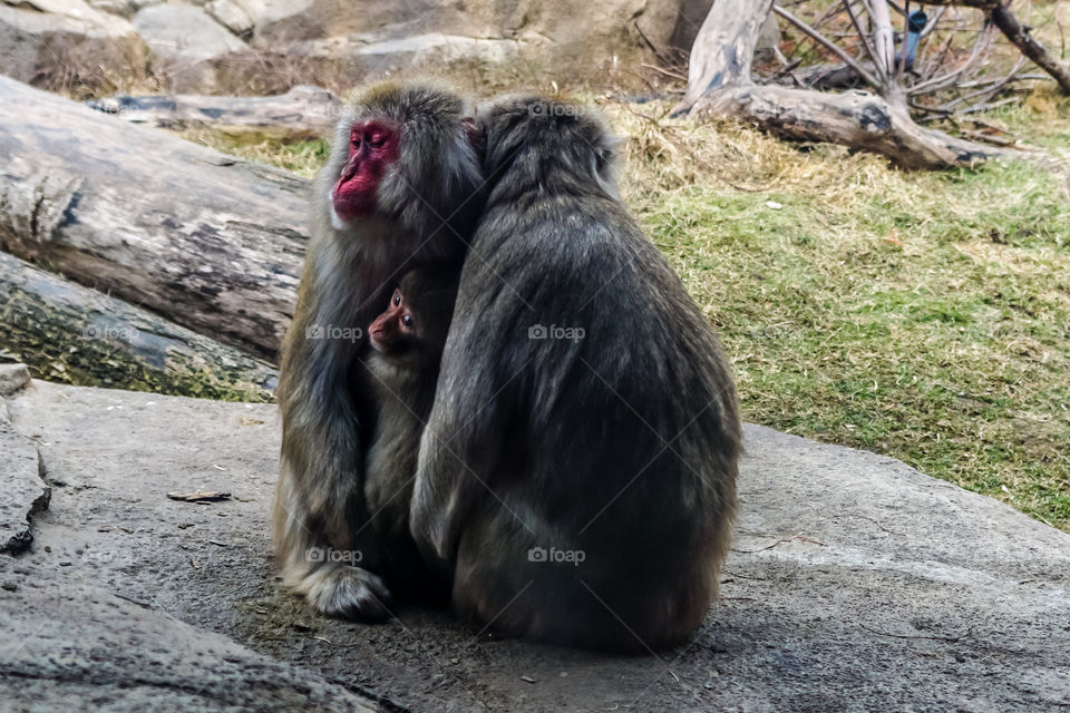 Group of monkey