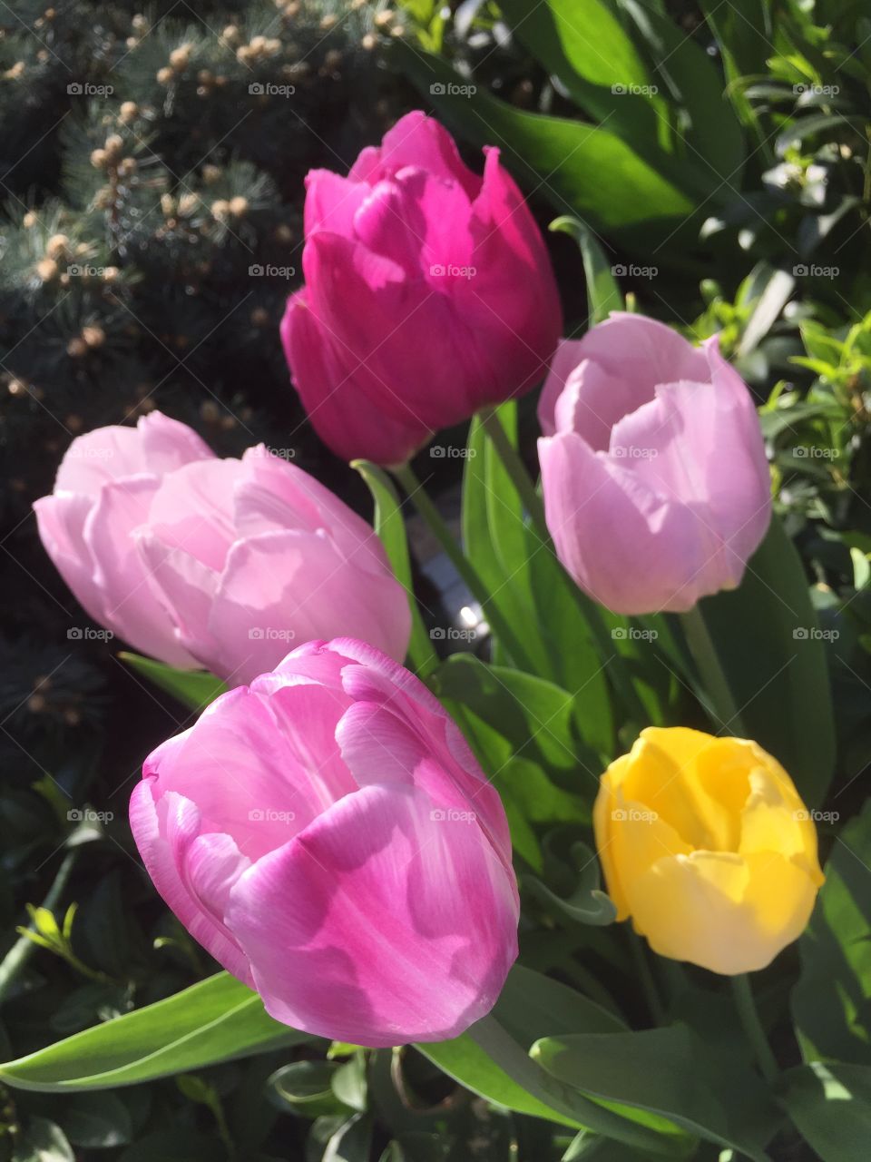 Tulips in the morning 