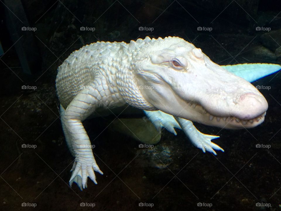 Albino Alligator 