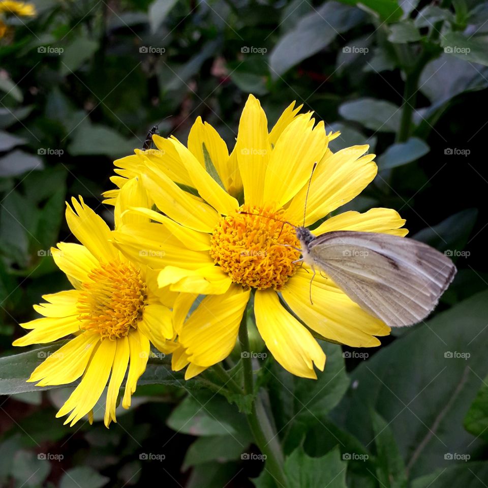 yellow flower and butterfly