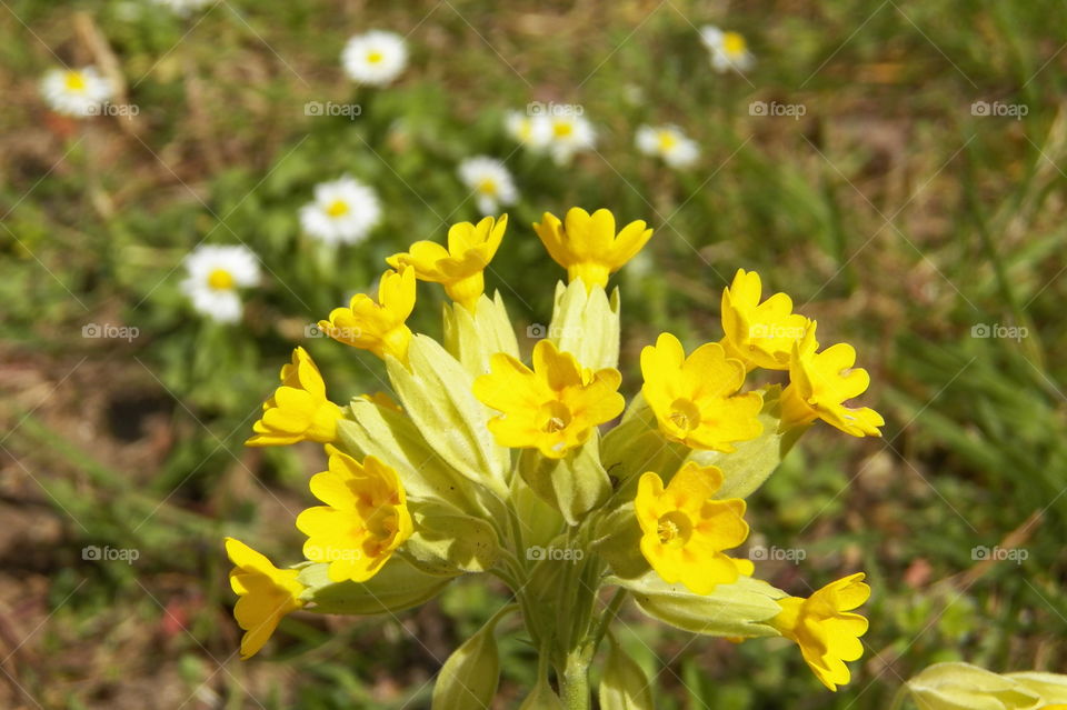 Nice tiny flowers with bloomed yellow primerose in a interesting shape focused on foreground. Nice inflorescence