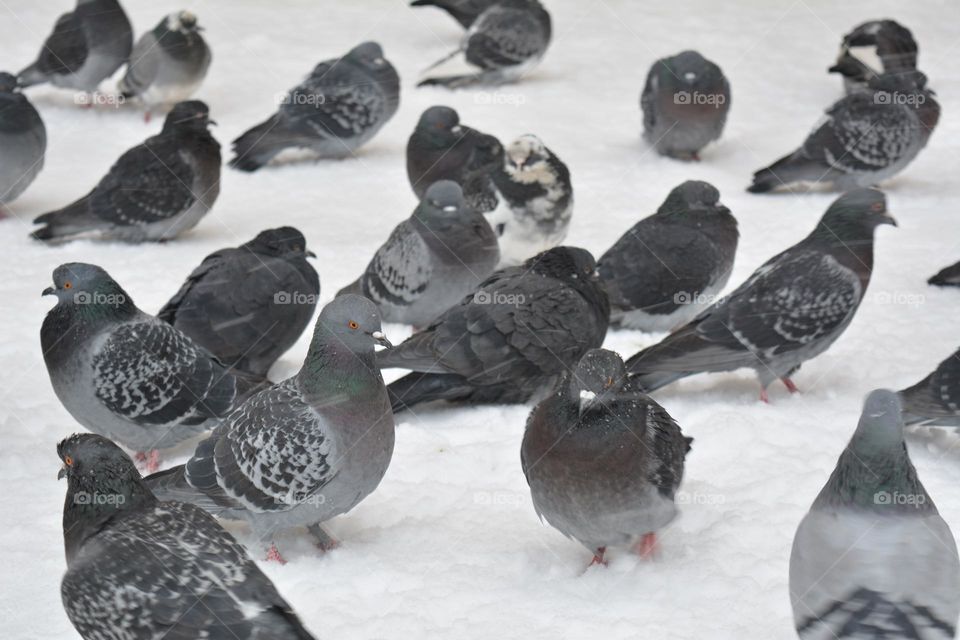 doves in the snowy street, birds wintering, winter time