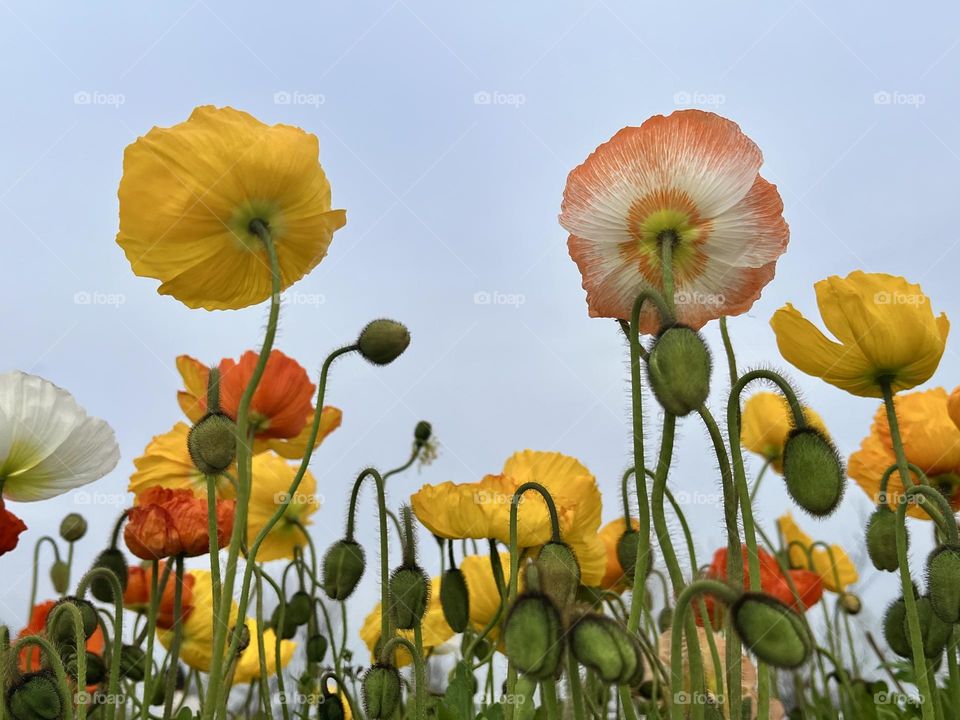 beautiful spring flowers.