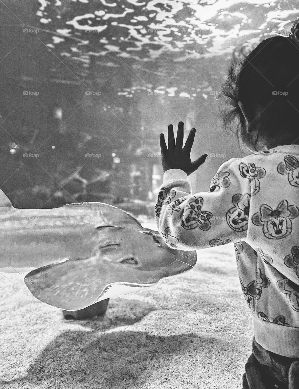 Toddler girl fascinated by sting Ray, toddler watches sting Ray swimming, toddlers at aquariums, Newport Aquarium exhibit 