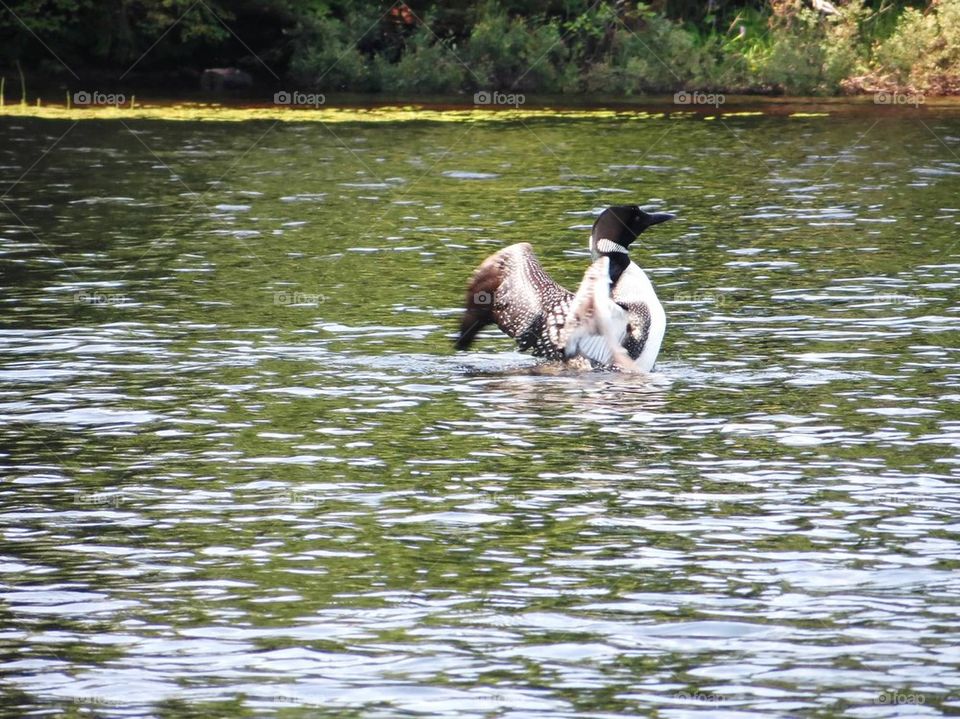 Loon in the water