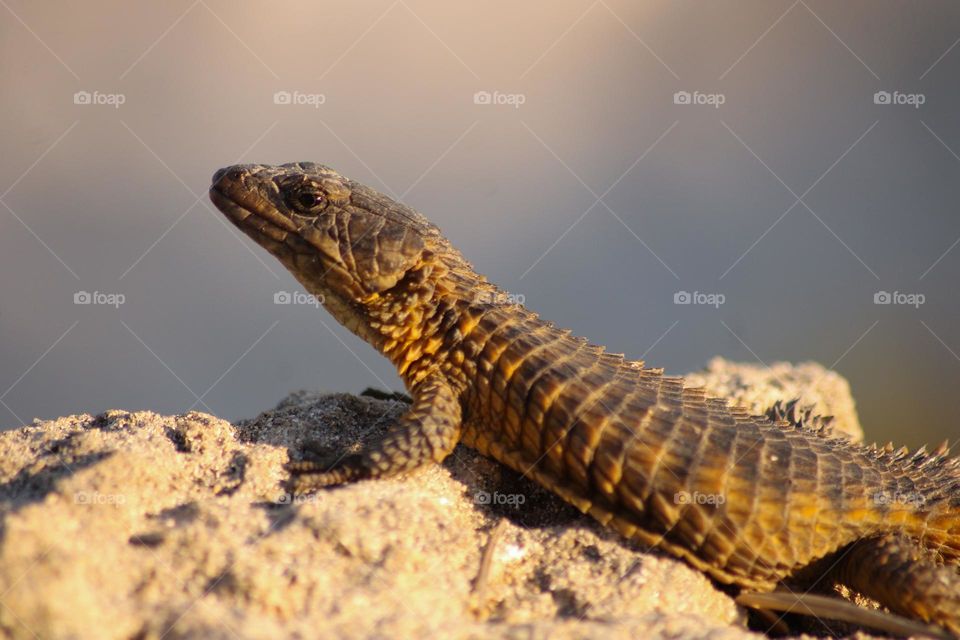Lizard on a rock