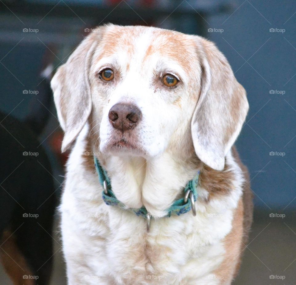 An old beige and white chocolate beagle dog with a green collar standing and looking at his human