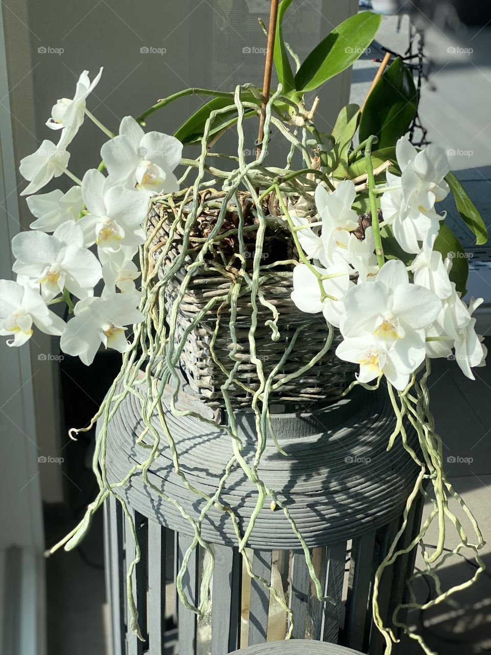 white orchids, orchids grow, orchid roots