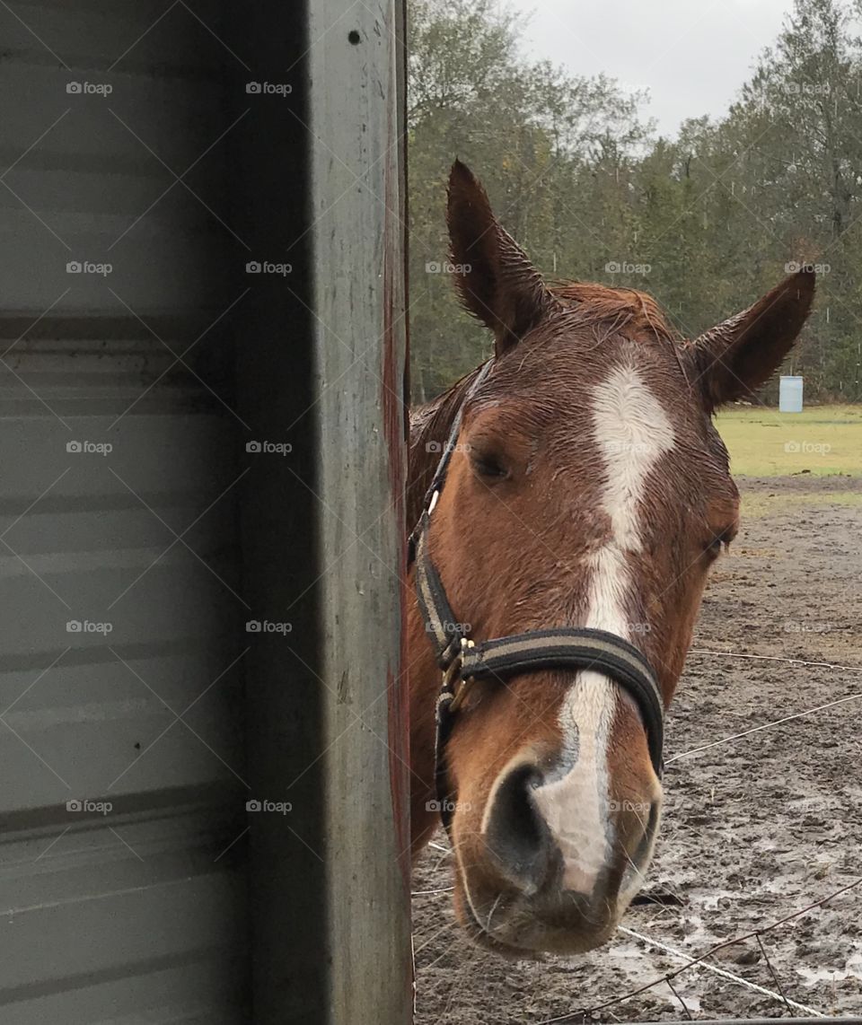 Tuff the horse peeking around the corner
