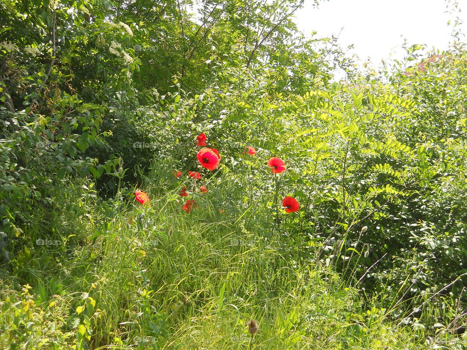 Poppy flowers in the forest