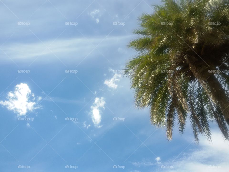 Low angle of palm tree