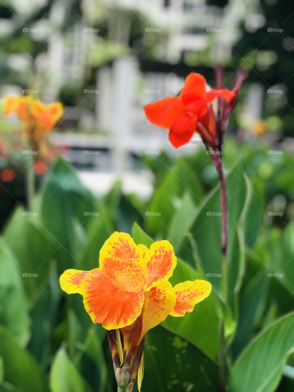  Orange and red  canna flowers