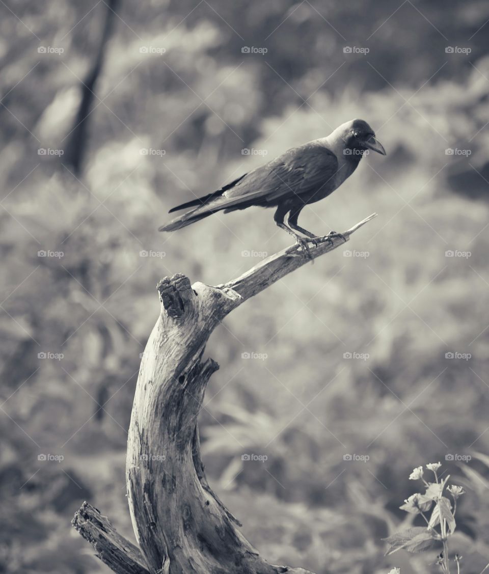 Indian crow sitting on a beautiful wooden trunk
