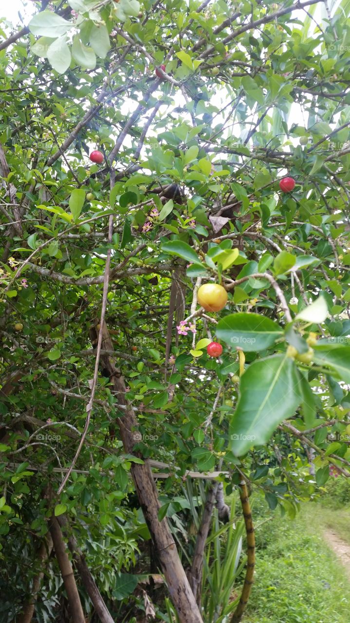 Caribbean cherry tree