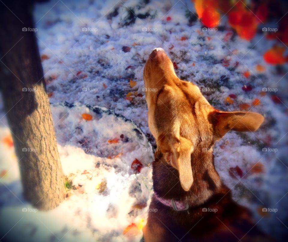 Paris enjoying the snow and sniffing leaves.