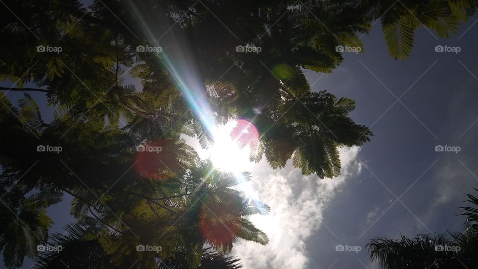 Sun peeking through the trees during the eclipse