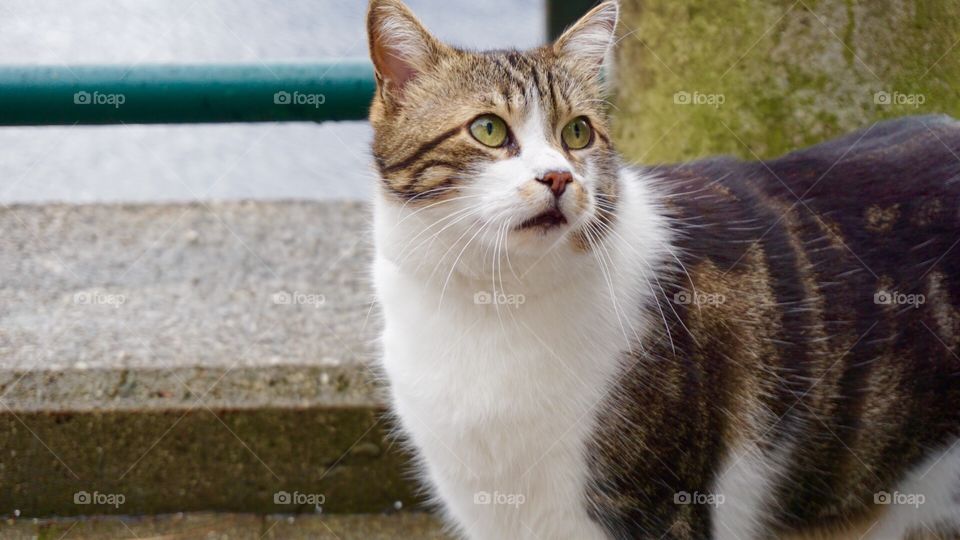 Cat in hallstatt, austria 