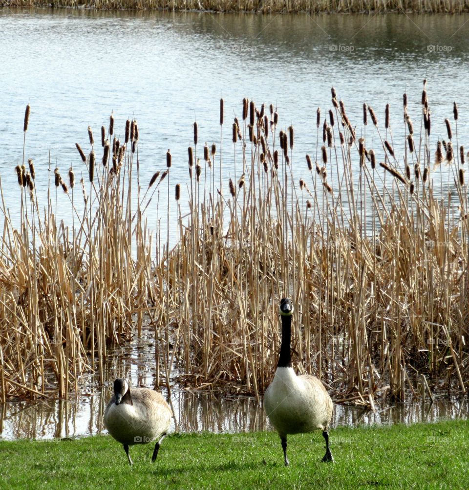 Lake with reeds and canada geese on grass