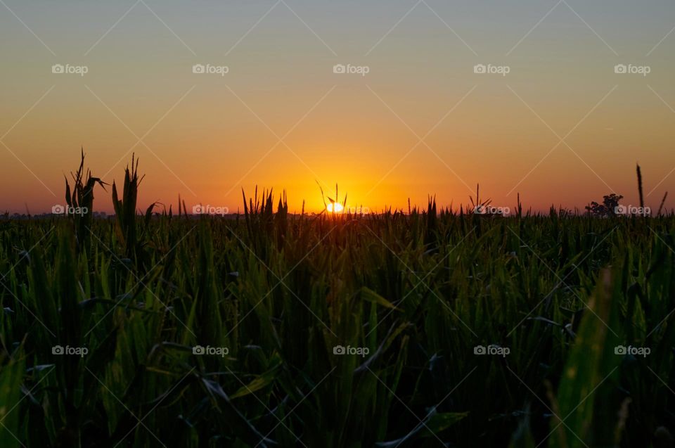 Sunrise in the countryside.