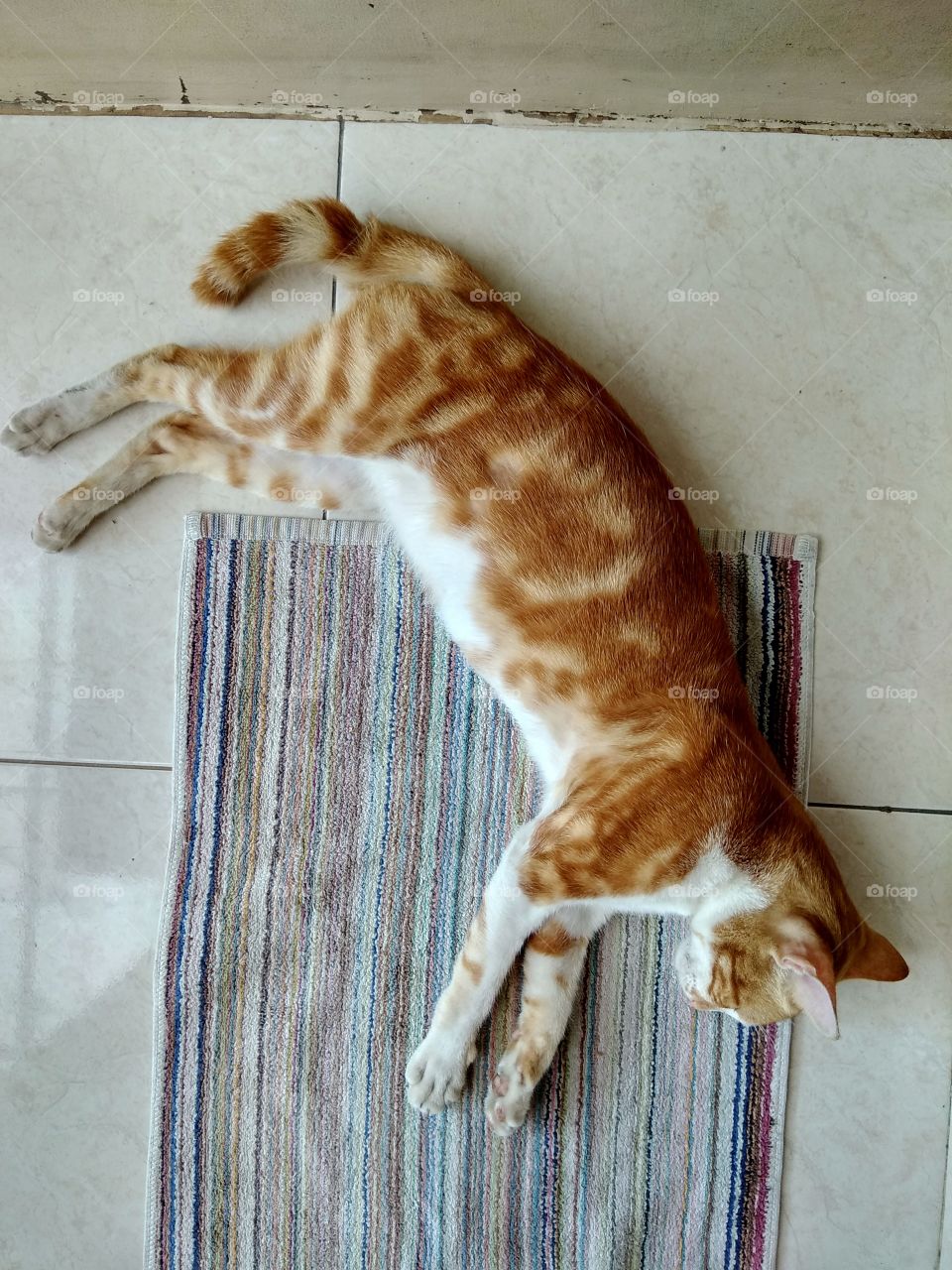 Cat's lazy day