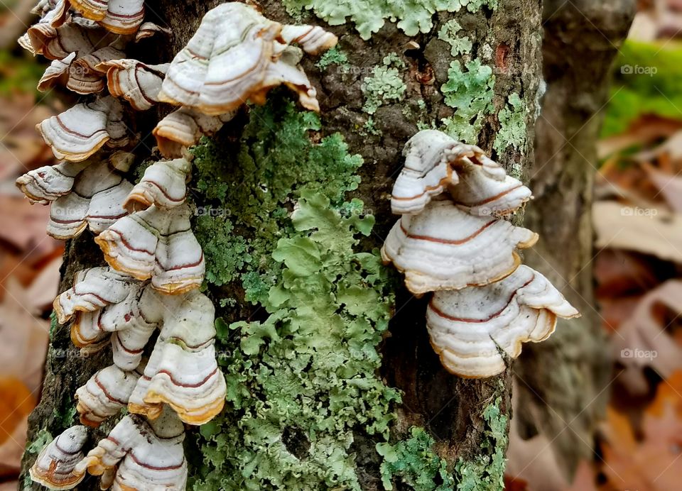 mushrooms on tree stump