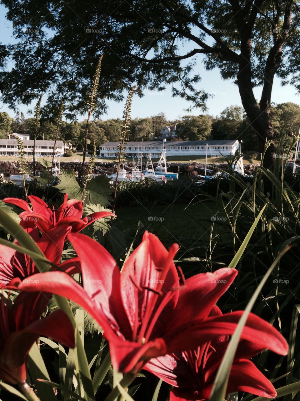 Flowers in front of the harbor