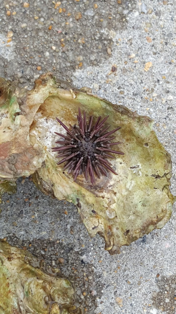 Sea Urchin hidden in an Oyster Shell
