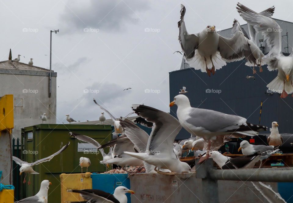 Large group of seagulls at Howth 