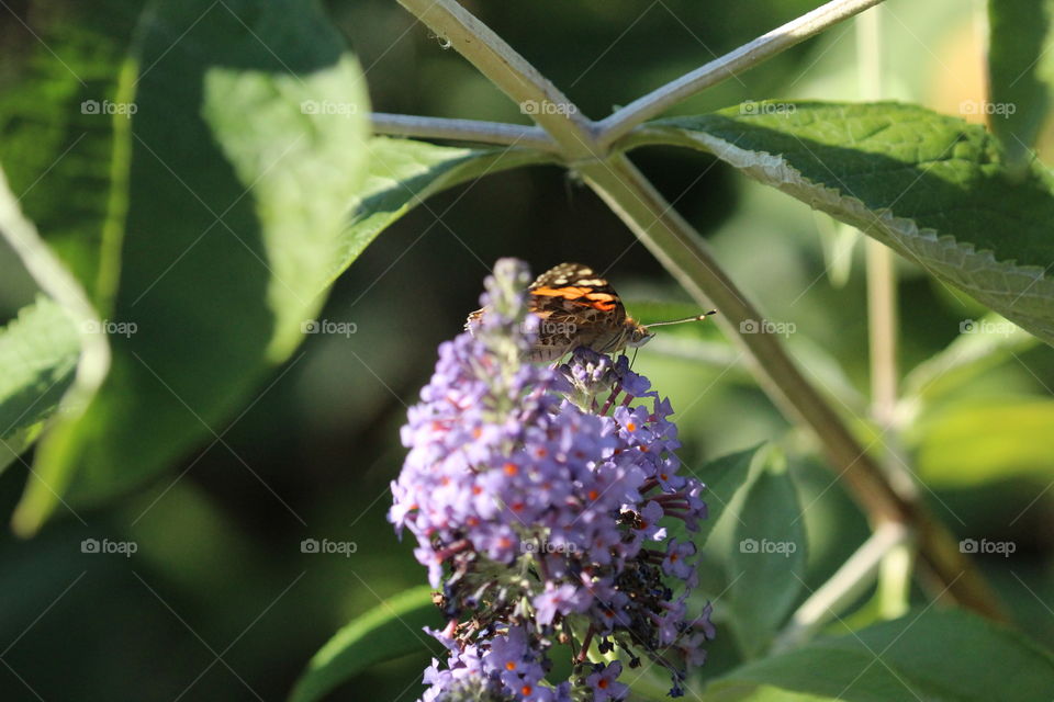 Painted lady butterfly on buddleia 