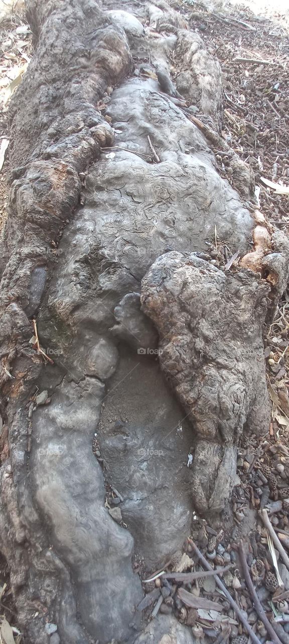 roots of the tree growing on top of soil