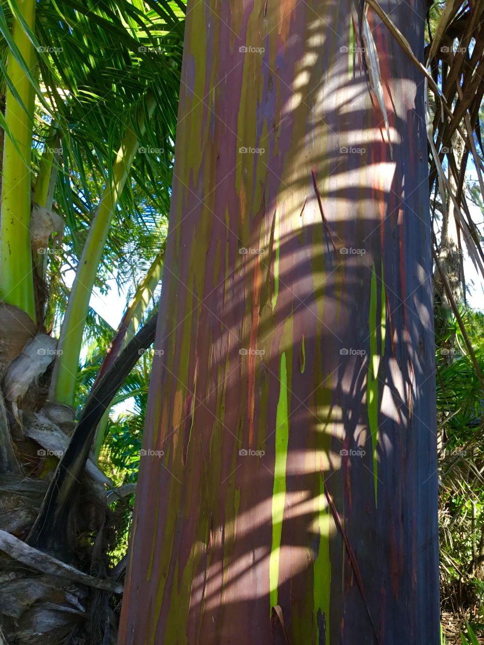 Rainbow eucalyptus tree - beautiful!