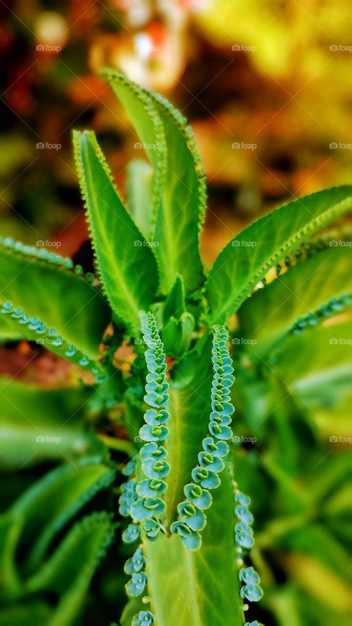 A potted plant with green foliage, with its small seedlings in its leaves