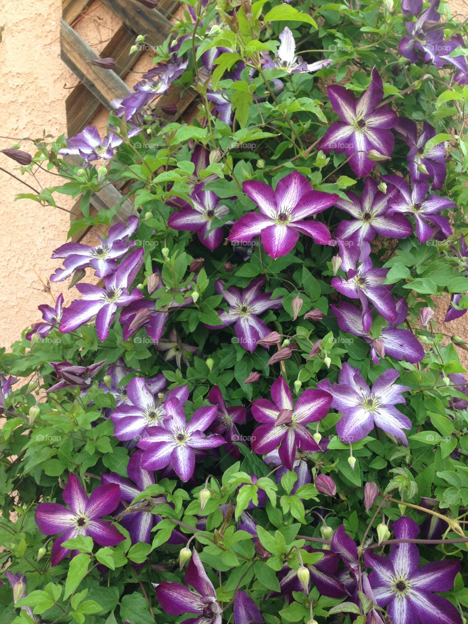 Climbing clematis 