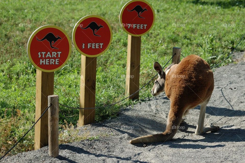 Kangaroo