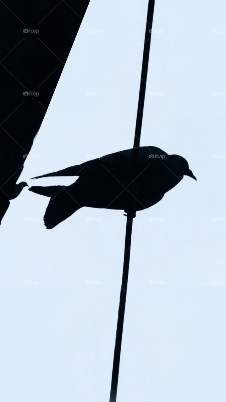 two pigeons are sitting on the wire in evening