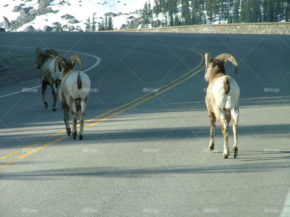 Rear ends of big horn sheep