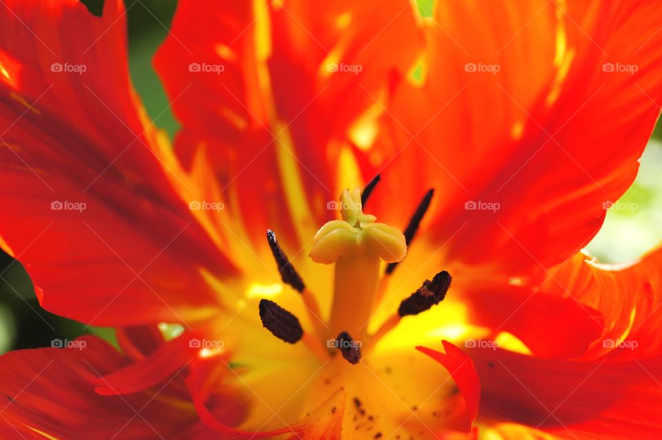 Macro shot of a red tulip, focusing on its stigma