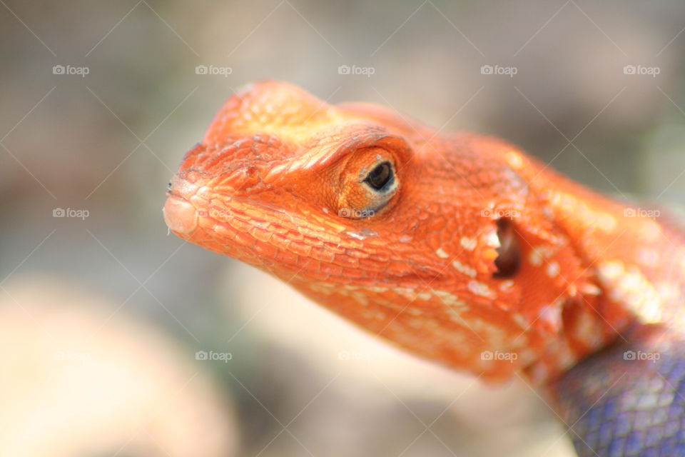 africa orange head lizard by geebee