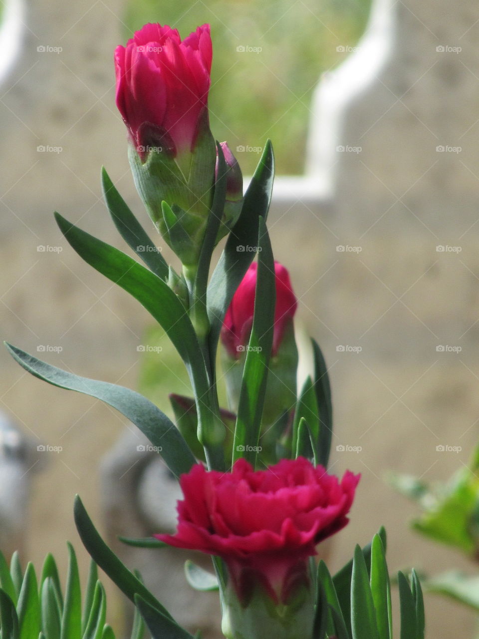 Cerise dianthus