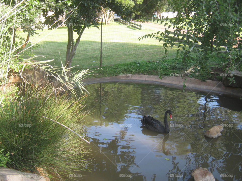 a black swan at Mount Amanzi holiday resort near Pretoria south africa