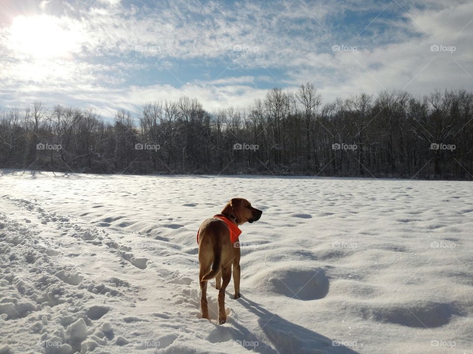 Catching a glance of his dog buddies & human friends across  snow covered field in wintertime