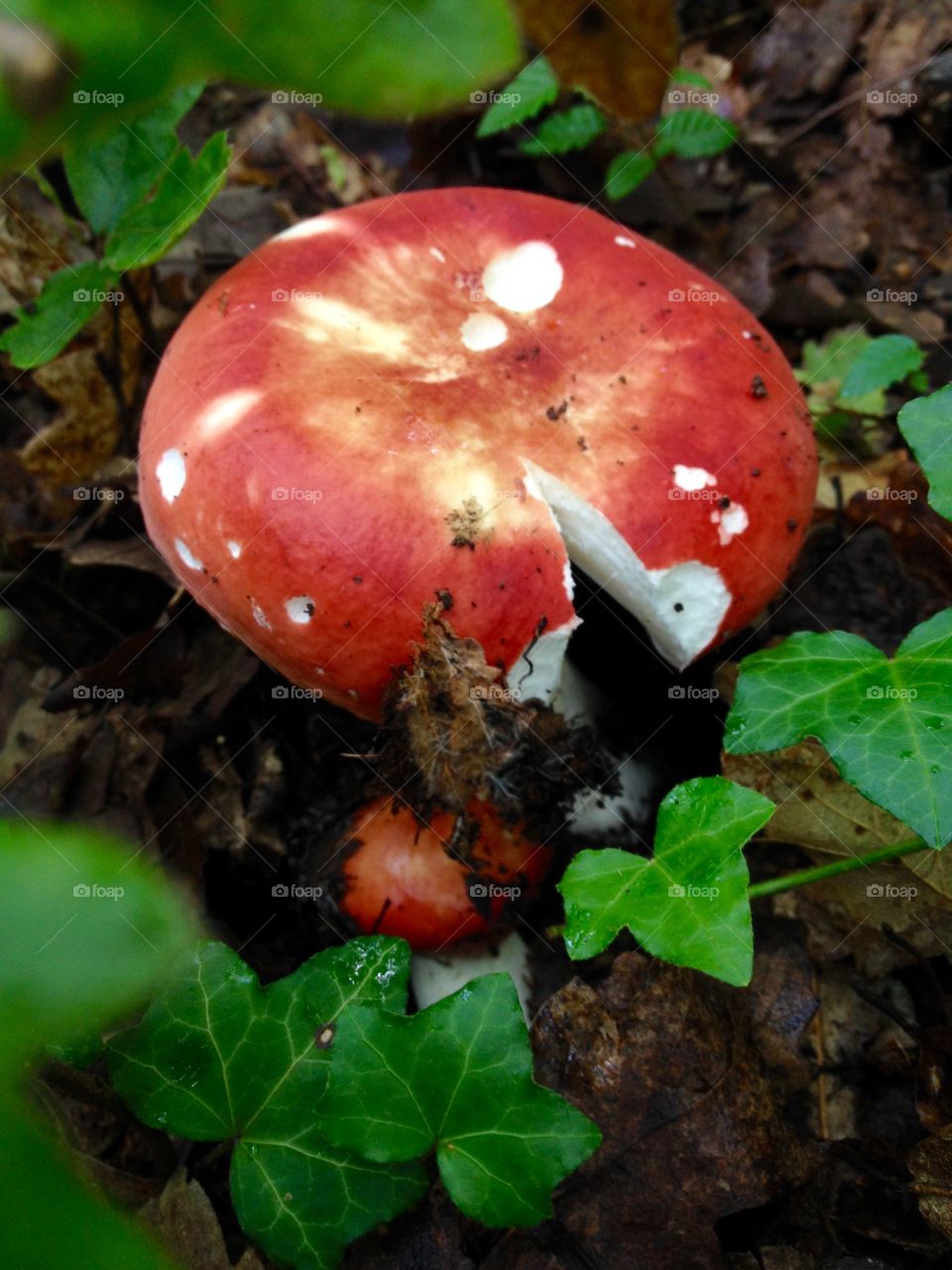 Red mushroom
