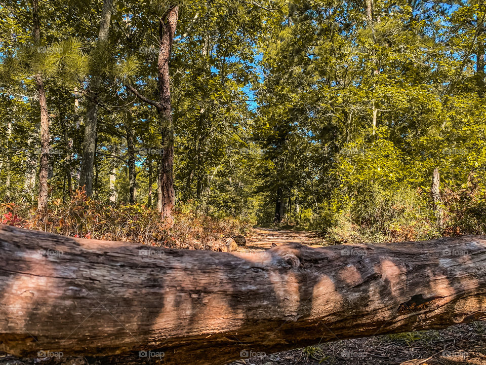 New Jersey Pine Barrens