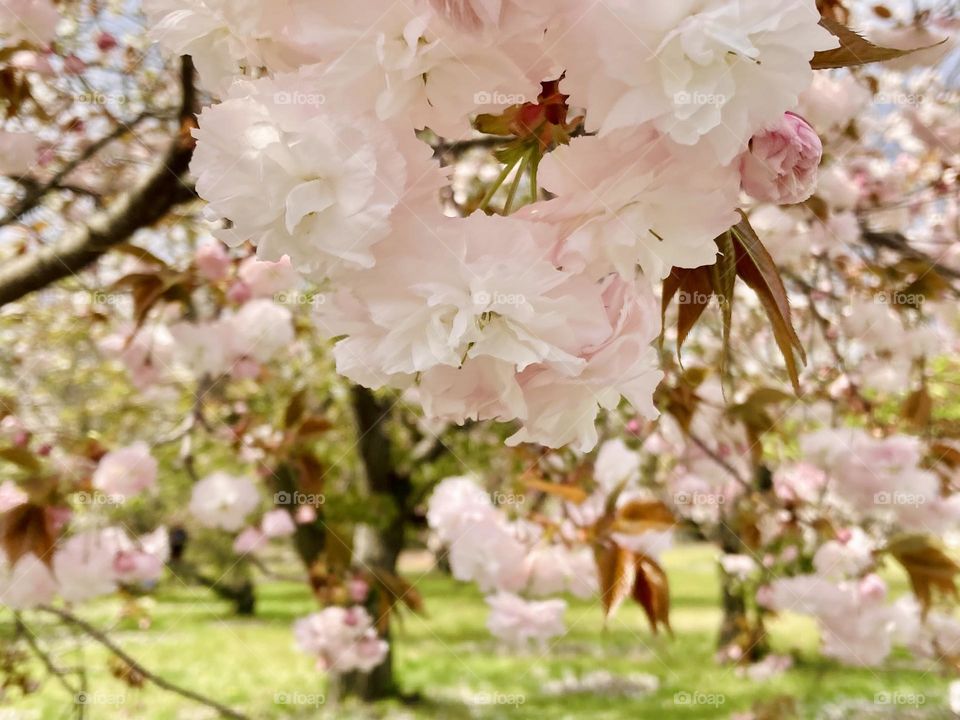 Cherry blossoms 