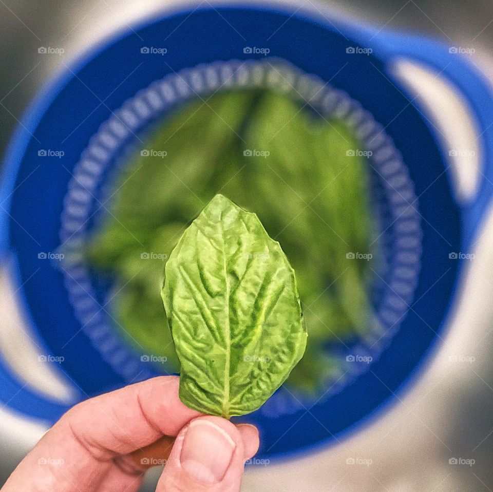 Washing herbs in a colander, preparing a fresh dinner, washing basil in the sink, holding a basil leaf, fresh herbs in the kitchen, cooking with fresh ingredients, bright green herbs, making dinner 